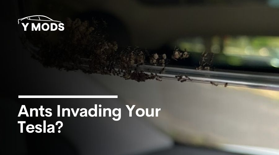 Ants Invading Your Tesla? This Could Be Why (& How to Get Rid of Them)